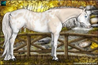Horse Color:Silver Classic Champagne Dun Splash Appaloosa 
