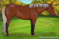 Horse Color:Gray Silver Bay
