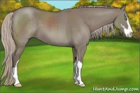 Horse Color:Silver Grullo Sabino 