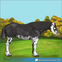 Horse Color:Smoky Black  and Smoky Black Splash 
