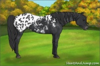 Horse Color:Black Appaloosa Rabicano 
