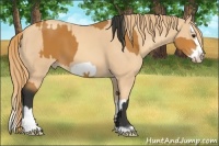Horse Color:Bay Frame and Gold Champagne Splash Frame