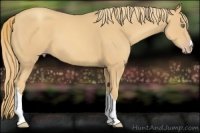 Horse Color:Gold Champagne