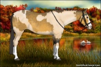 Horse Color:Buckskin Splash  and Buckskin Pearl Splash 