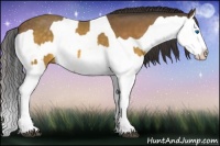 Horse Color:Buckskin Splash and Buckskin Splash