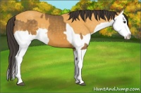 Horse Color:Buckskin Splash and Buckskin Splash
