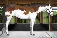 Horse Color:Buckskin Splash  and Brown Splash 