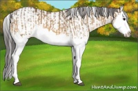 Horse Color:Buckskin Splash  and Buckskin Splash 