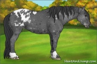 Horse Color:Black Appaloosa 