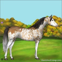 Horse Color:Buckskin Splash  and Buckskin Splash Frame 