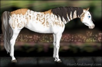 Horse Color:Buckskin Splash and Buckskin Splash