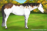 Horse Color:Buckskin Splash  and Brown Splash 