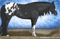 Horse Color:Black Appaloosa