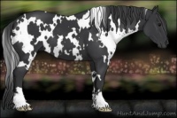 Horse Color:White Spotted Black 
