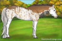 Horse Color:Buckskin Splash  and Silver Buckskin Splash 
