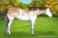 Horse Color:Buckskin Splash and Amber Cream Champagne Splash