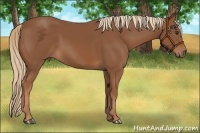 Horse Color:Chestnut Rabicano 
