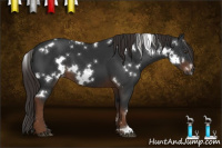 Horse Color:Gray White Spotted Liver Chestnut