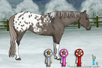 Horse Color:Gray Silver Grullo Tobiano Appaloosa
