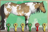 Horse Color:White Spotted Buckskin Rabicano 