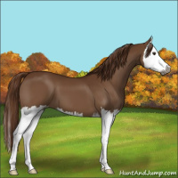 Horse Color:Gray Chestnut Splash 