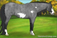 Horse Color:Blue Roan Frame 