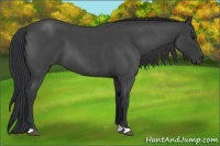 Horse Color:Blue Roan 