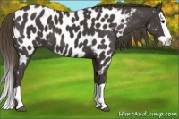 Horse Color:Smoky Black Splash Appaloosa 