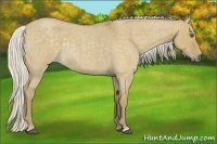 Horse Color:Silver Smoky Grullo Roan Rabicano 