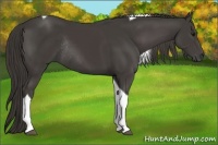 Horse Color:Smoky Black Tobiano Rabicano