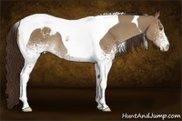Horse Color:White Spotted Liver Red Dun Tobiano Appaloosa
