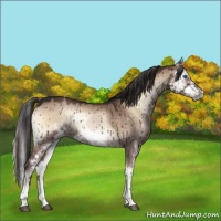 Horse Color:Liver Red Dun Onyx Sabino Splash Frame 