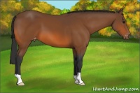 Horse Color:Bay Appaloosa 