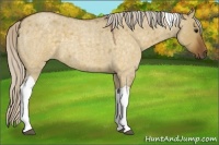 Horse Color:Silver Buckskin Roan Dun Tobiano 