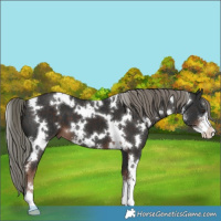 Horse Color:White Spotted Liver Chestnut Mushroom Sabino 