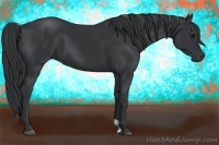 Horse Color:Black and Black