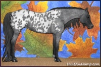 Horse Color:Blue Roan Appaloosa 