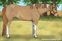 Horse Color:Red Roan Tobiano 