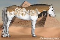 Horse Color:Buckskin Splash  and Buckskin Splash 