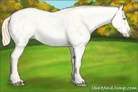 Horse Color:Buckskin Roan Pearl and Buckskin Roan Pearl Appaloosa
