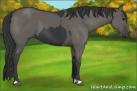 Horse Color:Black  and Grullo 