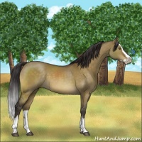 Horse Color:Buckskin Dun Sabino Splash