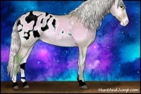 Horse Color:Watercolor Silver Buckskin Onyx Appaloosa 