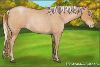 Horse Color:Bay Roan Pearl  and Silver Bay Roan Pearl 
