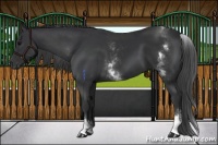 Horse Color:White Spotted Black 