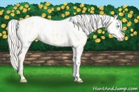 Horse Color:Cremello Near Leopard  and Cremello Near Leopard 