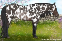 Horse Color:Brown Appaloosa Rabicano