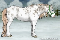 Horse Color:Watercolor White Spotted Buckskin Ice Pearl Onyx Splash Appaloosa Rabicano