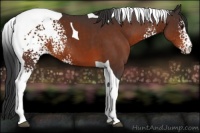 Horse Color:White Spotted Brown Tobiano 