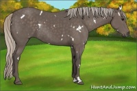 Horse Color:White Spotted Silver Black Rabicano 